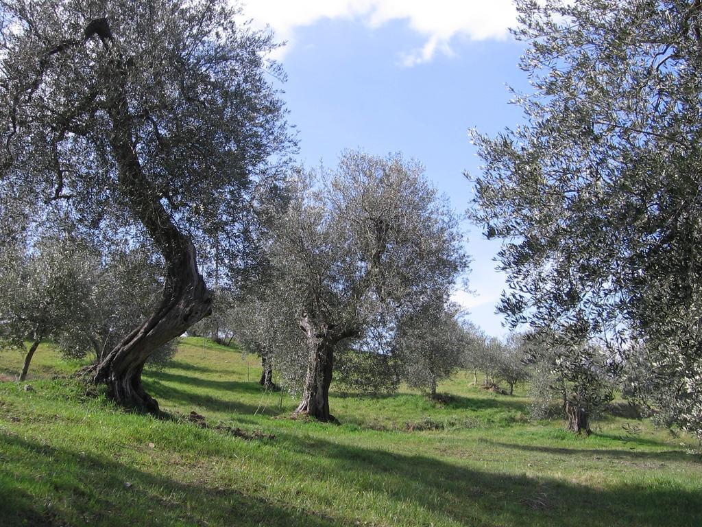 Casa Fioranna Villa Seggiano Rum bild